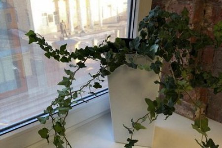 Забронировать почасовой номер в Хамовниках Вид из окна в номере Эконом в гостинице Багет